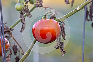 Fresh red ripen Tomato on the plant