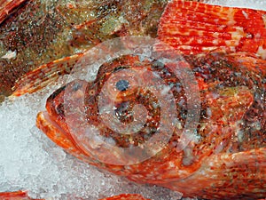 Fresh Red Rock Cod Fish, Sydney Fish markets, Australia