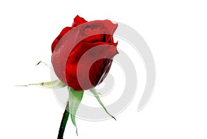 Fresh red rose