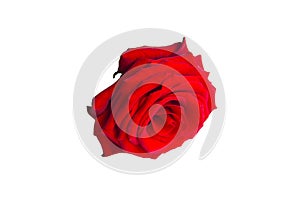 Fresh red rose bud isolated on white