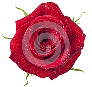 Fresh Red Rose Flower Isolated