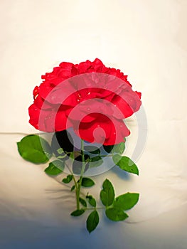 Fresh red rose with green strips in transparent glass with heart shape pattern on white background 2