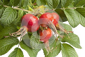 Fresh red rose hips and leaves