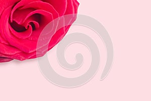 Fresh red rose isolated on pink background. Greeting card in minimalistic concept.