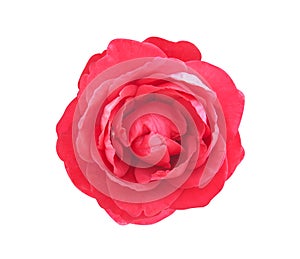 Fresh red rose petal flower patterns  blooming top view isolated on white background with clipping path , for  valentine day or