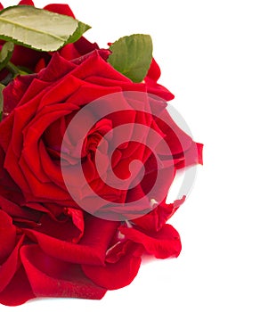 Fresh red rose with petals border