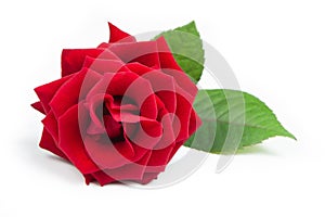 Fresh red rose on a white isolated background. Beautiful flower