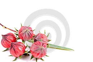 Fresh red roselle fruit.