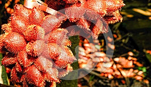 fresh red salak fruit with thorns on tree prepare for harvest. tropical thai sweet food from nature