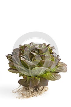 Fresh red Salanova lettuce with roots