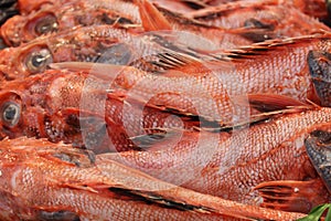 Fresh `Red Scorpion Fish` - Scorpaena Scrofa