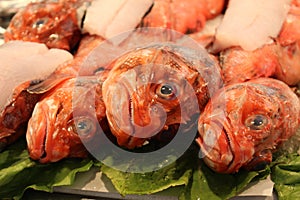 Fresh `Red Scorpion Fish` - Scorpaena Scrofa