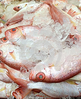 fresh red sea fishes with ice on the stall