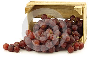 Fresh red seedless grapes on the vine