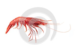 Fresh Red Shrimp isolated photo
