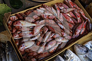 Fresh red small fish caught in the mediterranean sea is waiting for buyers