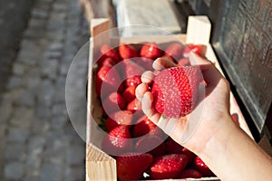 Fresh red strawberry in hands child