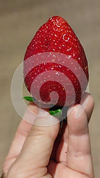 fresh red strawberry lies on the palm of the hand, fruit