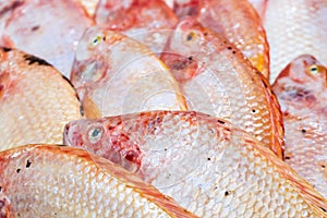 Fresh Red Tilapia fish aka Pla Tabtim on ice exposition at the s