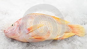 Fresh Red Tilapia fish on ice.
