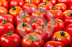 Fresh red tomato in the drops of water.