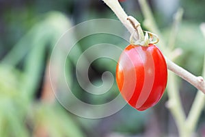 Fresh red tomato on tree on blurred green nature background