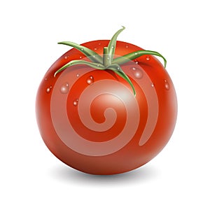 Fresh red tomato with water drops realistic vector illustration isolated on white