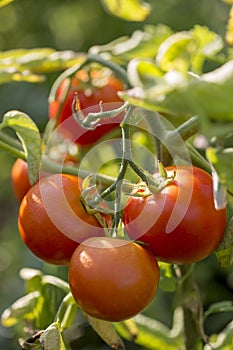 Fresh red tomatoes on a branch in the garden