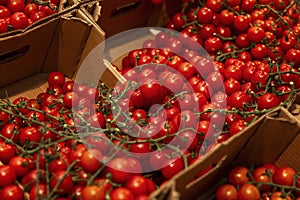 Fresh red tomatoes on branches in boxes in a store. Organic products and health