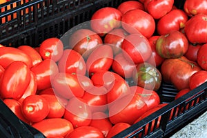 Fresh Red Tomatoes