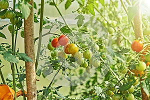 Fresh red tomatoes plant  ripening on the vine in organic greenhouse garden