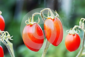 Fresh red tomatoes on tree on blurred nature background