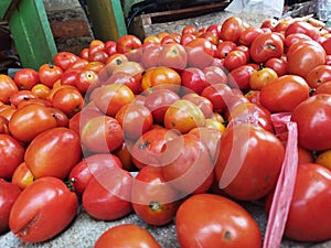 fresh red tomatoes, which are ready to be sold to consumers