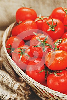 Fresh red tomatoes in a wicker basket on an old wooden table. Ripe and juicy cherry tomatoes with drops of moisture, gray wooden