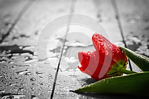 Fresh red tulip flower on wood. Wet, morning spring dew.