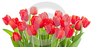 Fresh red tulip flowers