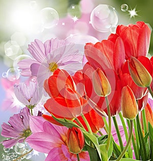 fresh red tulips on abstract spring nature background