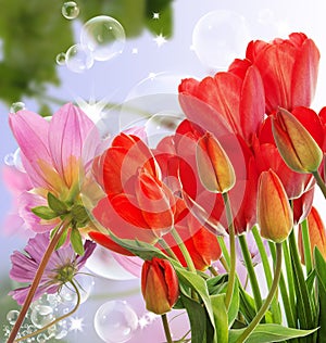 fresh red tulips on abstract spring nature background