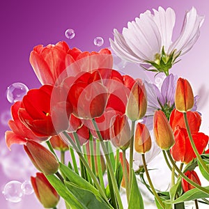 fresh red tulips on abstract spring nature background