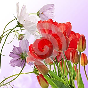 fresh red tulips on abstract spring nature background