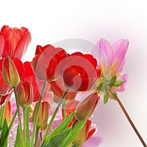 fresh red tulips on abstract spring nature background