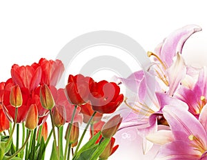 fresh red tulips on abstract spring nature background