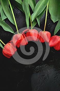 Fresh red tulips on black background. A bouquet of spring flowers, Beautiful greeting card. Spring Holidays concept. .Valentines D