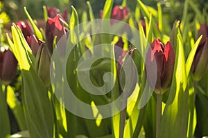 Fresh red tulips in a flower bed in the morning. The bright spring sun illuminates the flowers. Bright life-affirming