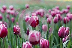 Fresh red tulips