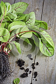 Fresh Red Vein Sorrel