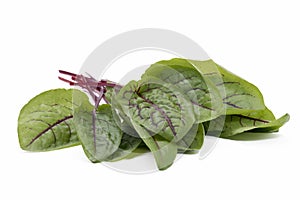 Fresh Red Veined Sorrel Leaves