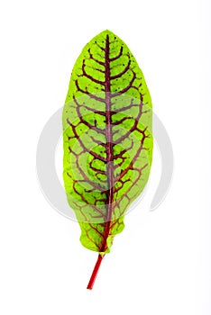 Fresh red veined sorrel leaves isolated on the white background