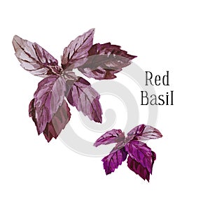 Fresh red violet watercolor basil leaves isolated on white background Single plant, top view from above. Eco food