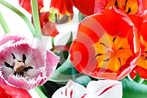 Fresh red, white, pink tulip flowers in posy